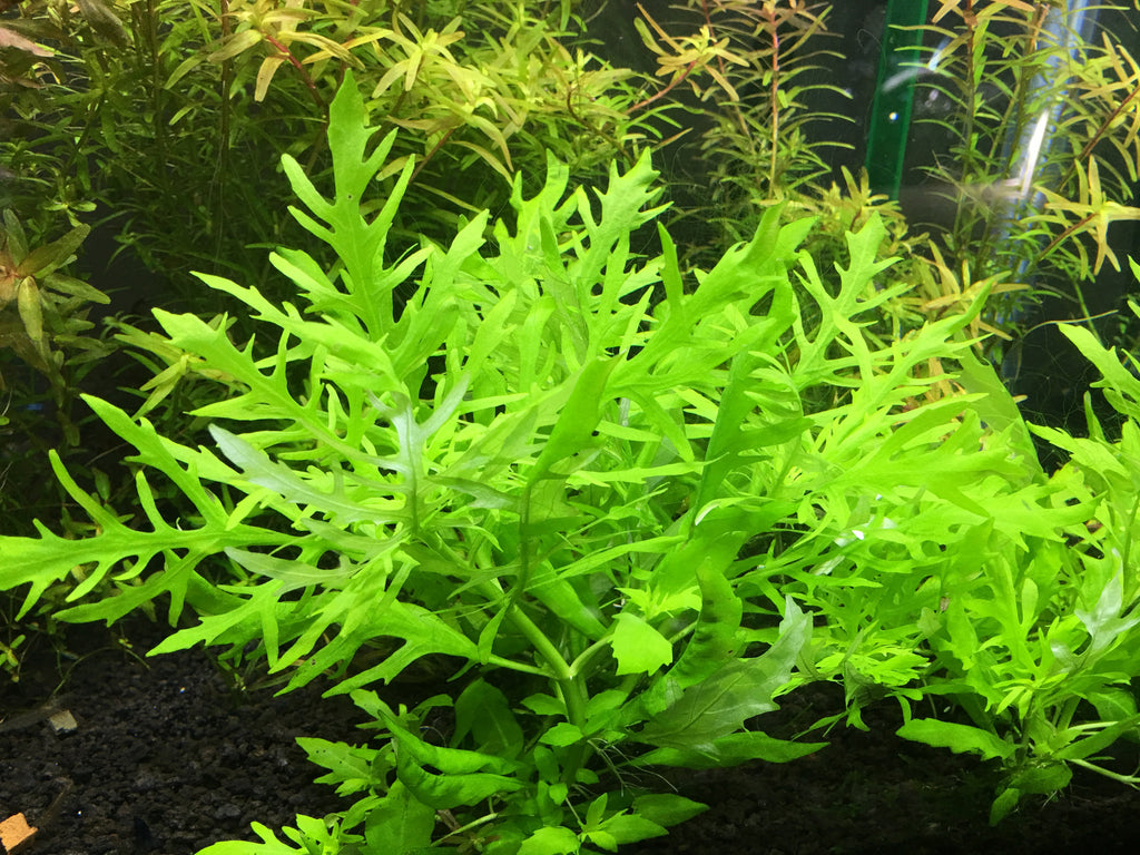 Wisteria aquarium plant 2024 care