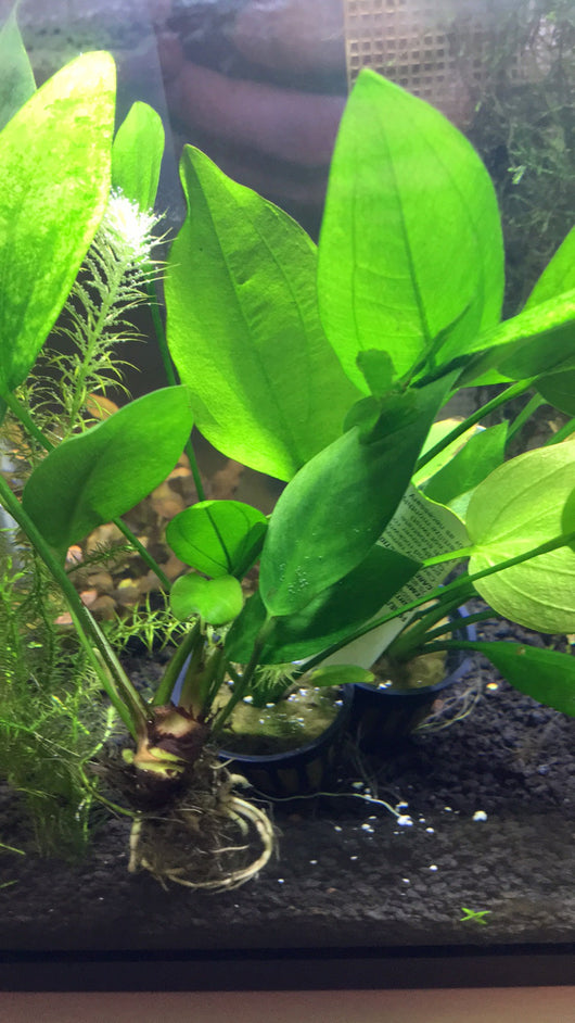 Amazon Sword (Echinodorus Parviflorus) - Rice Family Aquatics
