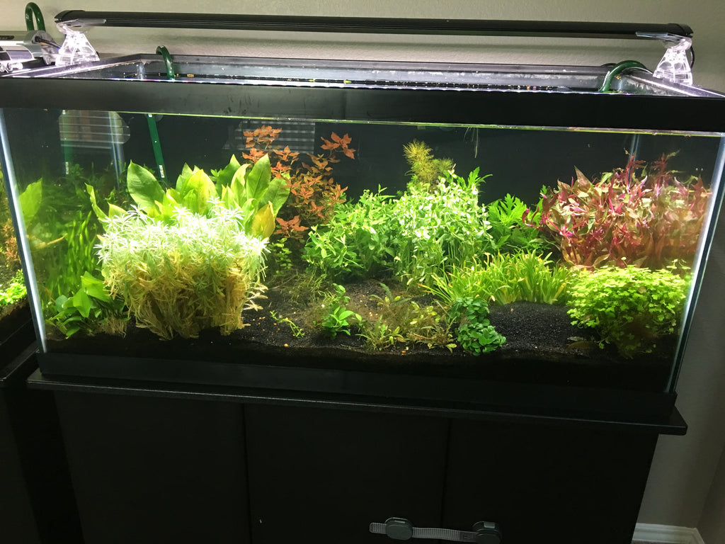 Low-Tech Plant Packages – Rice Family Aquatics