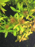 Mermaid Weed (Proserpinaca palustris 'Cuba') - Rice Family Aquatics