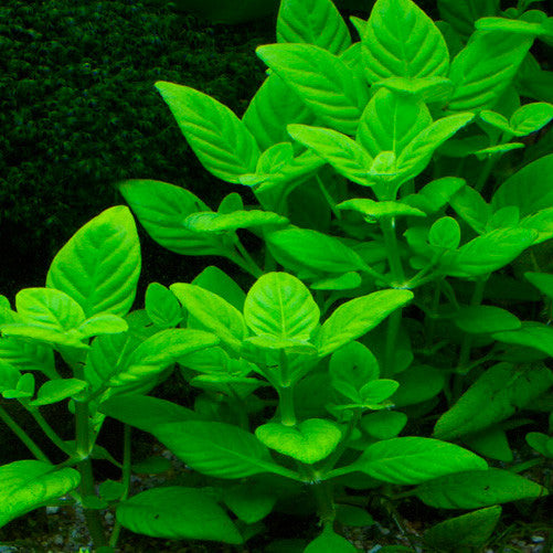 Limnophila Sp. 