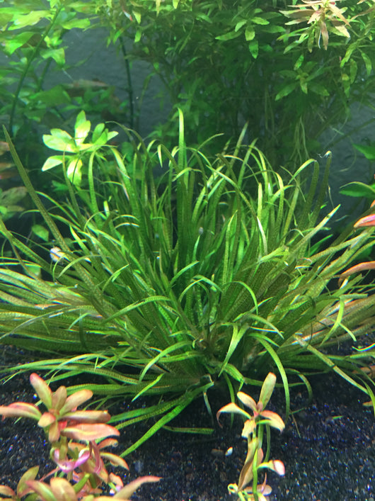 Blyxa japonica - Rice Family Aquatics