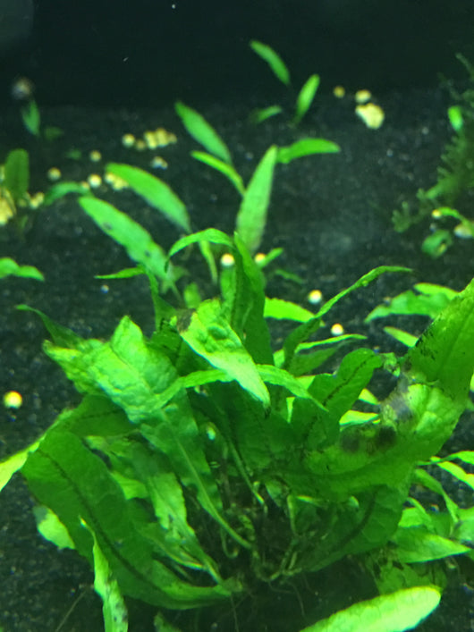 Java Fern (Regular) - Rice Family Aquatics