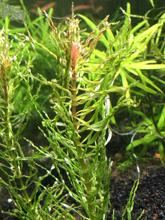 Ludwigia Inclinata 'Tornado' / 'Curly' - Rice Family Aquatics