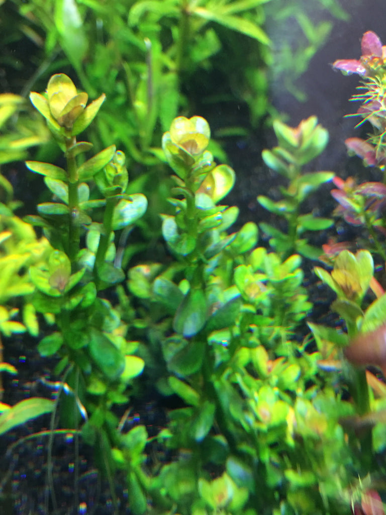 Rotala 'Bonsai' – Rice Family Aquatics