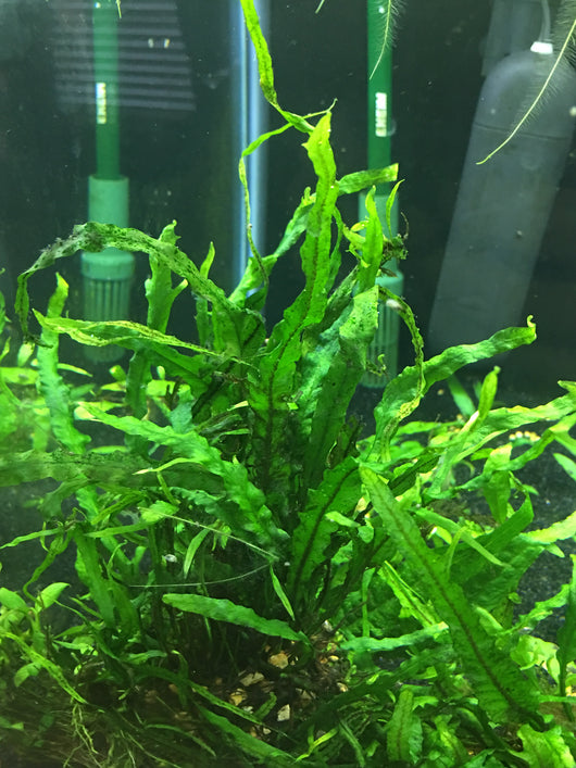 Java Fern Narrow Leaf - Rice Family Aquatics