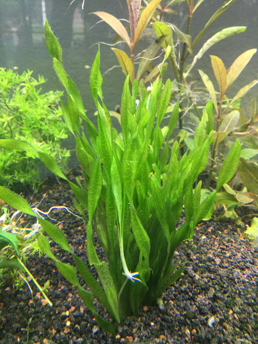 Corkscrew Val - Rice Family Aquatics