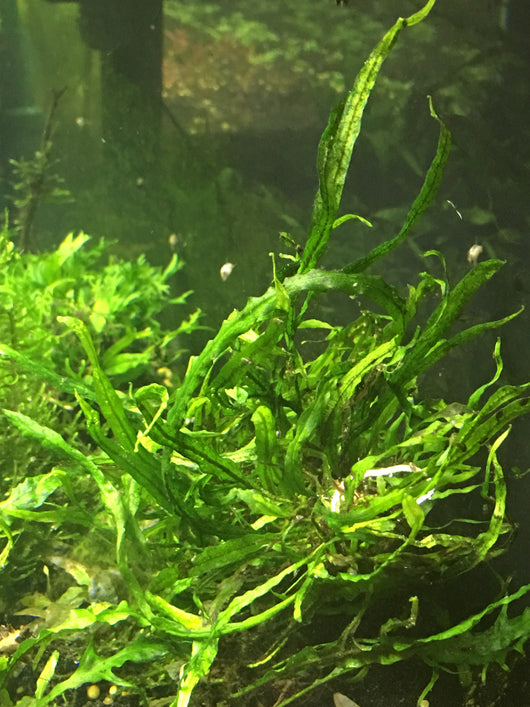 Java Fern Needle Leaf - Rice Family Aquatics