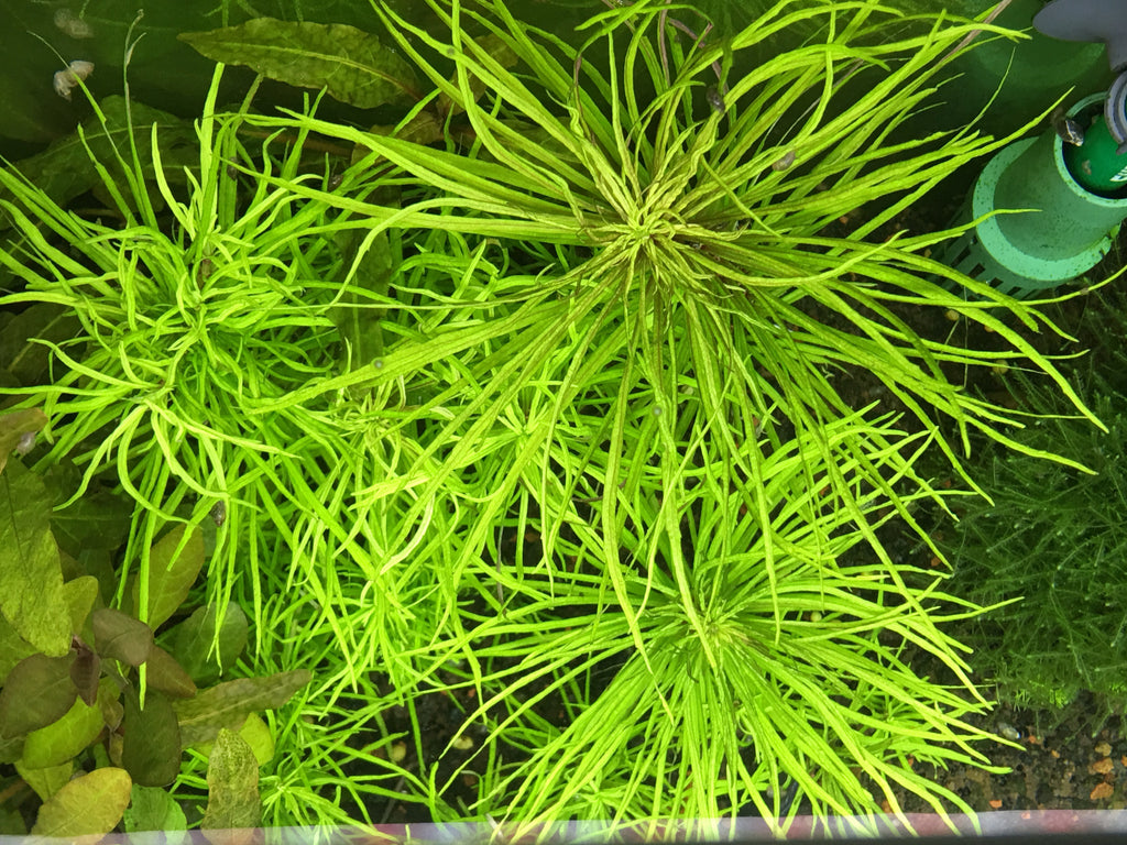 Pogostemon stellatus (Narrow Leaf) – Rice Family Aquatics