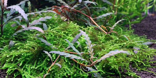Hygrophila pinnatifida - Rice Family Aquatics