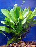Ozelot Sword-Green (Echinodorus sp. Ozelot)