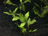 Hygrophila sp. 'Green Olive' - Rice Family Aquatics