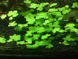 Hydrocotyle sp "Japan" - Rice Family Aquatics