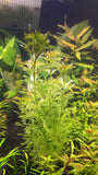 Parrot's Feather (Myriophyllum aquaticum) - Rice Family Aquatics