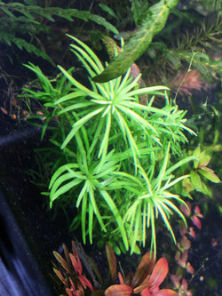 Pogostemon Heidelberg--RARE - Rice Family Aquatics