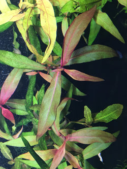 Persicaria sp. 'Sao Paulo' --RARE - Rice Family Aquatics