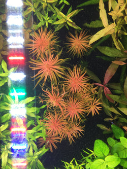 Ludwigia Inclinata var. Verticillata 'Pantanal' - Rice Family Aquatics