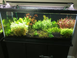 Low-Tech Plant Packages - Rice Family Aquatics