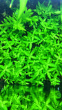 Staurogyne Repens - Rice Family Aquatics