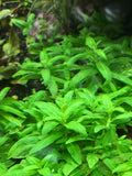 Staurogyne Repens - Rice Family Aquatics