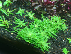 Pogostemon helferi (Downoi) - Rice Family Aquatics