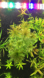 Parrot's Feather (Myriophyllum aquaticum) - Rice Family Aquatics