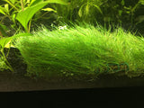 Dwarf HairGrass (Eleocharis parvula) - Rice Family Aquatics