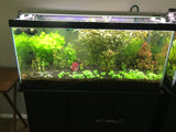 Low-Tech Plant Packages - Rice Family Aquatics