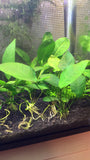 Anubias Nana - Rice Family Aquatics