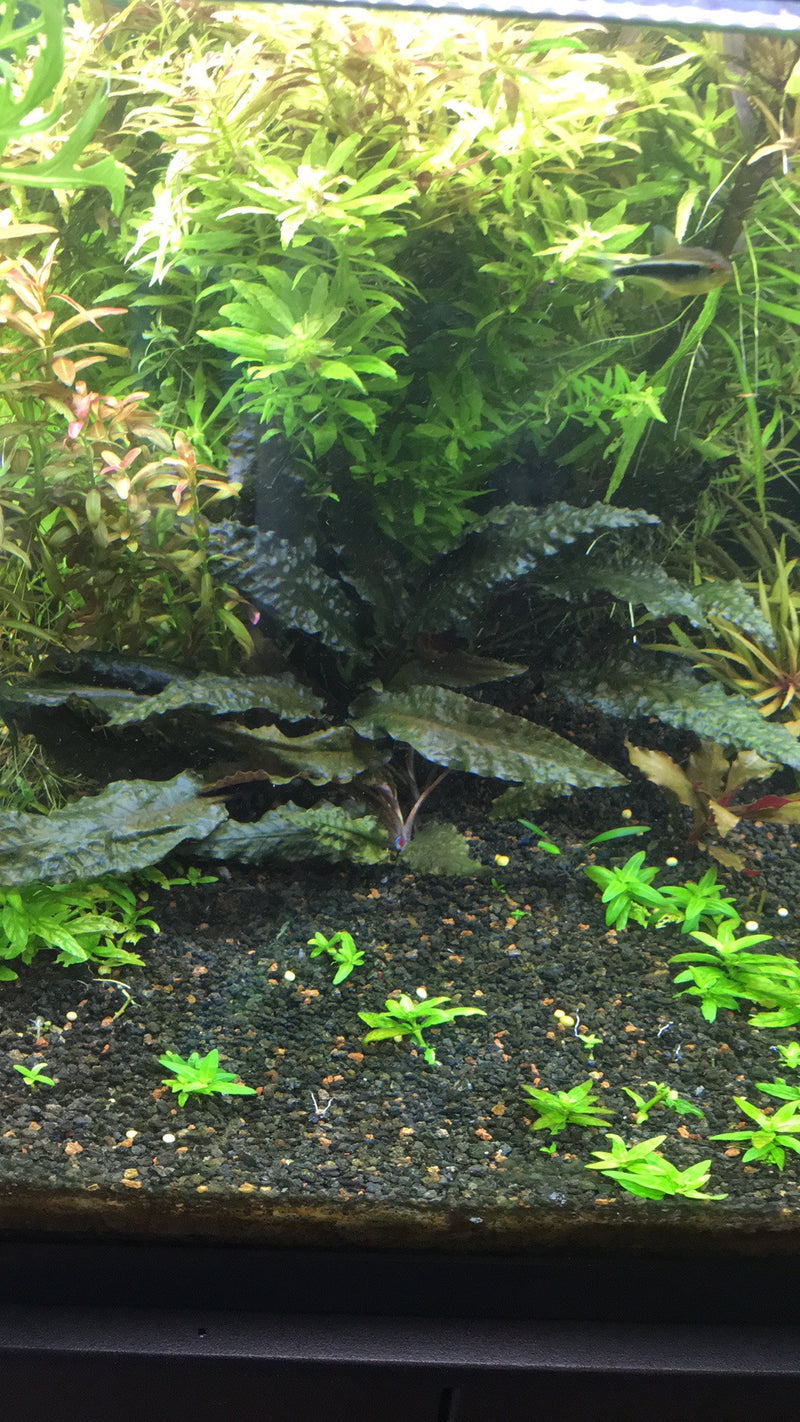 Cryptocoryne Wendtii (Misc) – Rice Family Aquatics