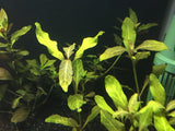 Hygrophila sp. 'Green Olive' - Rice Family Aquatics