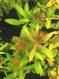 Mermaid Weed (Proserpinaca palustris 'Cuba') - Rice Family Aquatics