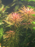 Ludwigia Inclinata var. Verticillata 'Pantanal' - Rice Family Aquatics
