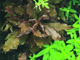 Alternanthera reineckii - Rice Family Aquatics