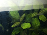 Hygrophila sp. 'Green Olive' - Rice Family Aquatics