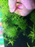Myrio Mini (Myriophyllum sp. ‘Mini Guyana’ ) - Rice Family Aquatics