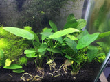 Anubias Nana - Rice Family Aquatics