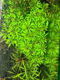 Limnophila Aromatica Mini - Rice Family Aquatics