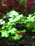 Hydrocotyle sp "Japan" - Rice Family Aquatics