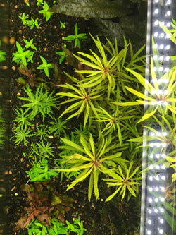 Pogostemon Stellatus Broadleaf - Rice Family Aquatics