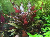 Alternanthera reineckii - Rice Family Aquatics