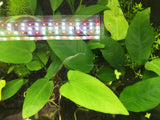 Anubias Nana - Rice Family Aquatics
