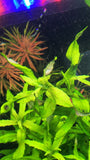 Limnophila sp. Green - Rice Family Aquatics