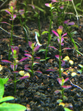 Rotala Ramosior Florida--RARE - Rice Family Aquatics