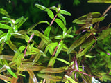 Rotala Rotundifolia - Rice Family Aquatics