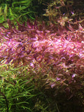 Rotala Macrandra Mini Type IV--RARE - Rice Family Aquatics