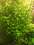 Rotala Rotundifolia - Rice Family Aquatics