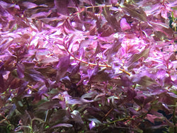 Rotala Macrandra Mini Type IV--RARE - Rice Family Aquatics