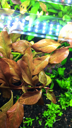 Ludwigia Atlantis - Rice Family Aquatics