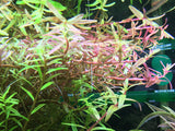 Rotala Rotundifolia - Rice Family Aquatics